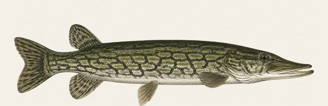 Illustration of a chain pickerel