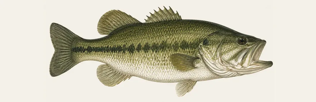 Illustration of a largemouth bass