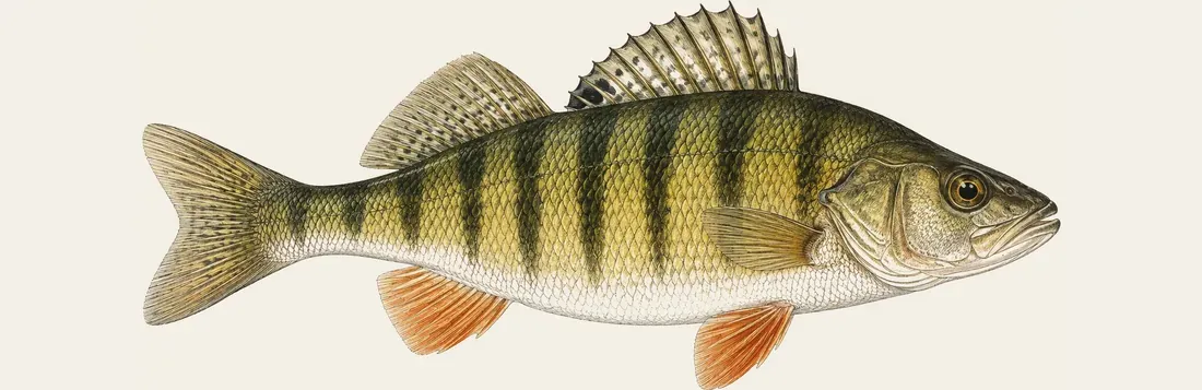 Illustration of a yellow perch